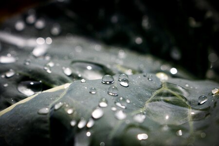 Drop of water drip freedom photo