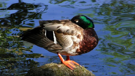 Feather ducks water