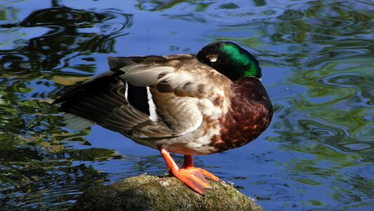 Feather ducks water photo