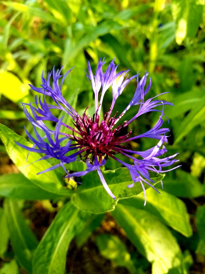 Blossom bud greenery