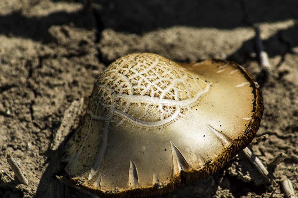 Nature poisonous mushroom field