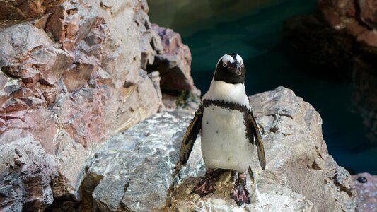 Arctic gentoo rock hopping