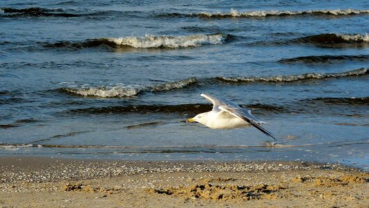 Coast seagull seevogel photo