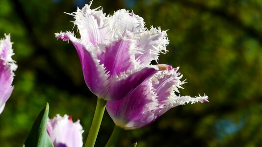 Purple flowers sunlight flower