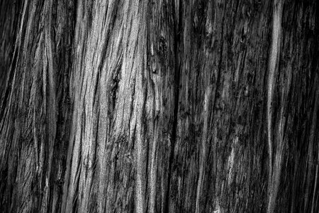 Wood cypress nature photo