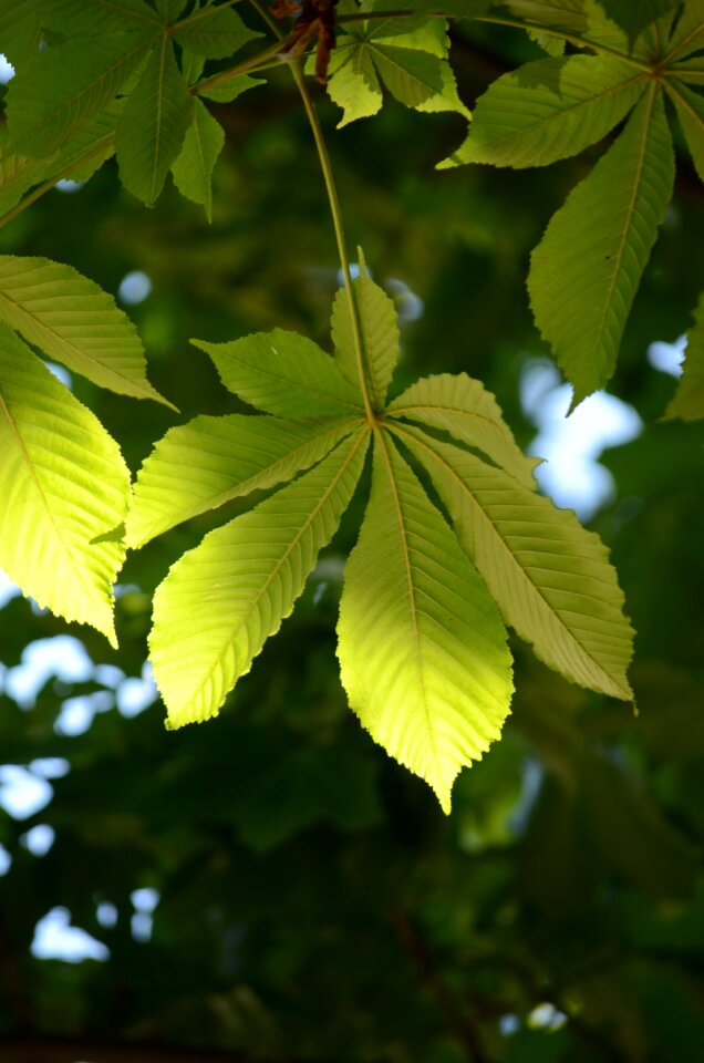 Chestnut tree green leaves