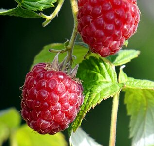 Garden harvest ripe