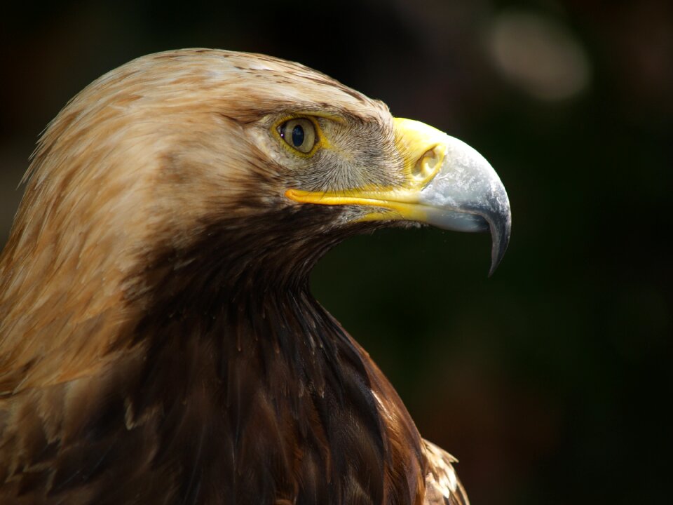 Nature bird of prey eagle