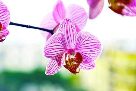Petals orchids tropicale