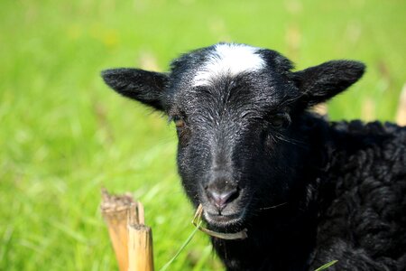 Pasture nature black