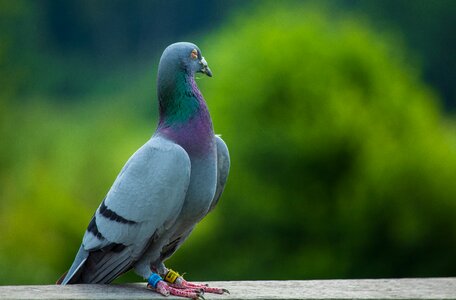 Bird feather animal photo