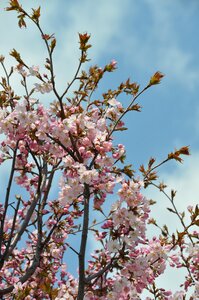 Cherry blossoms in full bloom blue sky