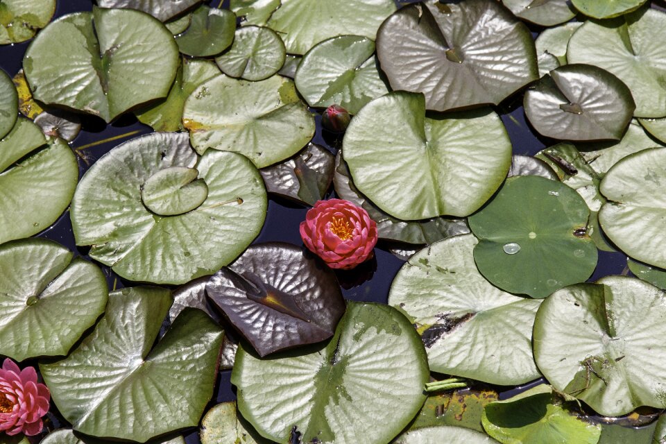 Plants lake summer photo