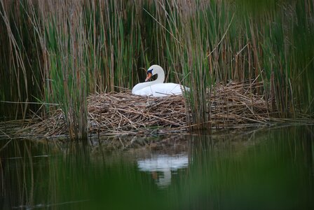 Sweltering swan swans swan pair