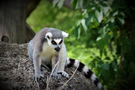 Lemur zoo attention