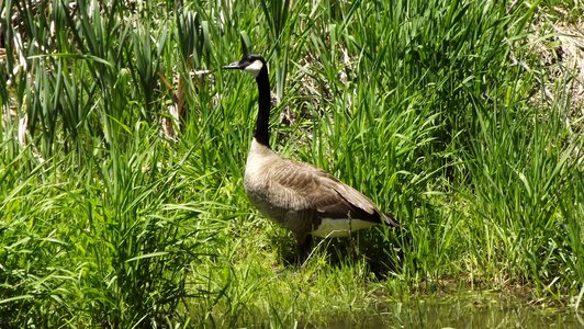 Meadow grass nature