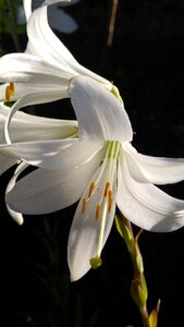 Pollen beautiful flower photo