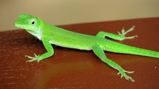 Lizard day gecko animal photo