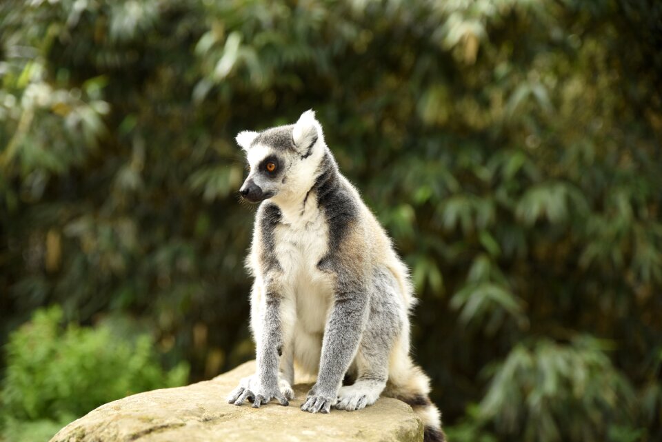 Zoo animals animal