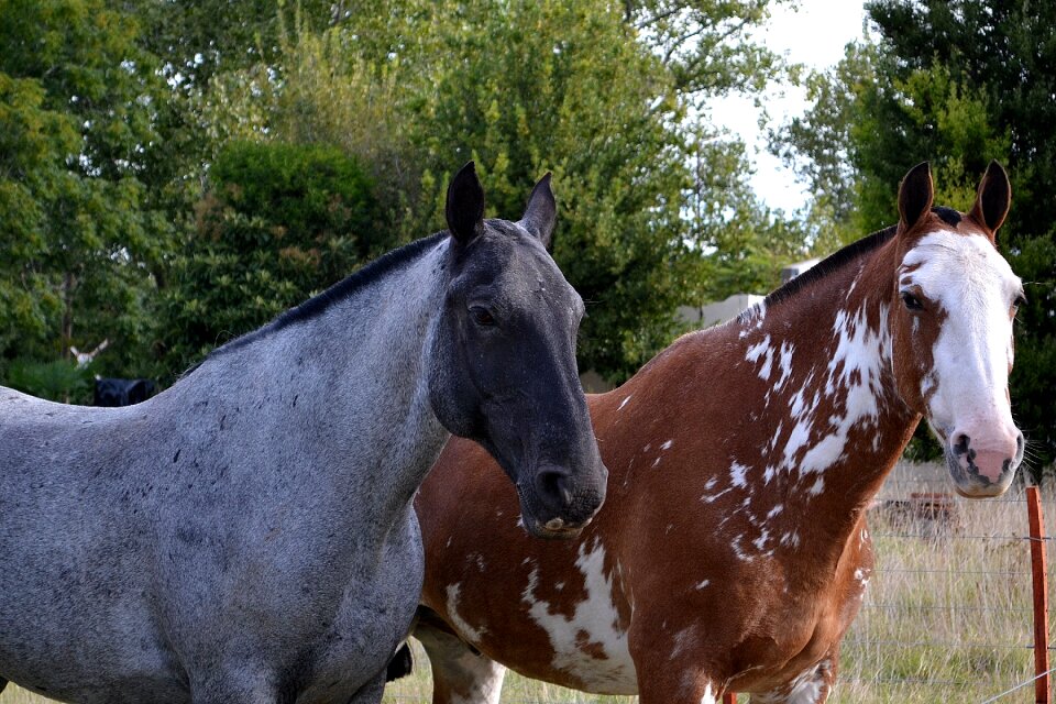 Animals four legged farm