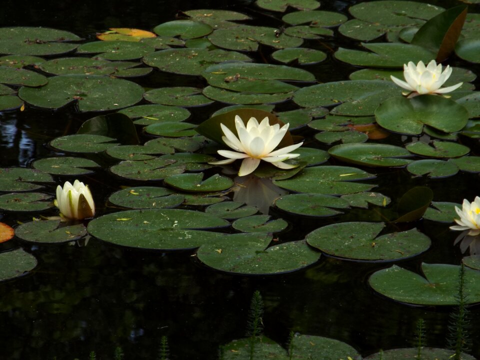 Water water lilies green