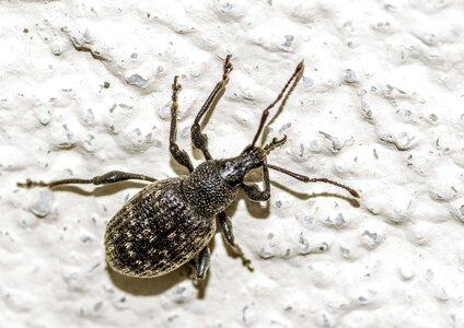 Beetle opuchlak pest
