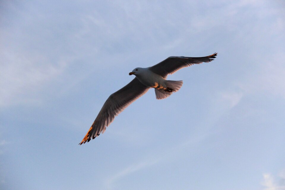 Nature wildlife
