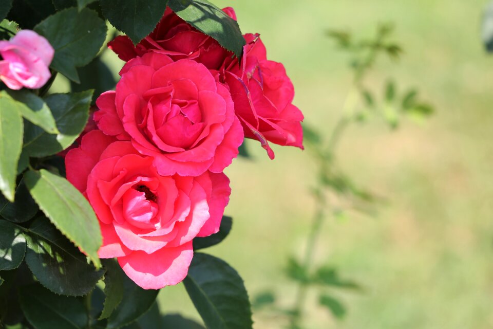 Blooming blossom holiday