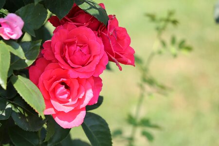 Blooming blossom holiday