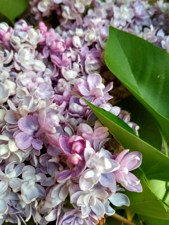 Plant spring delicate flower