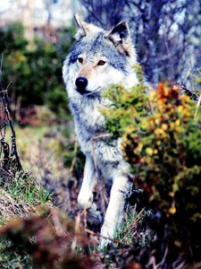 Wild wildlife animal