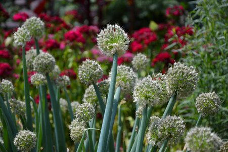 Blossom bloom garden