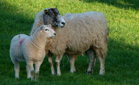 Farm wool cute photo