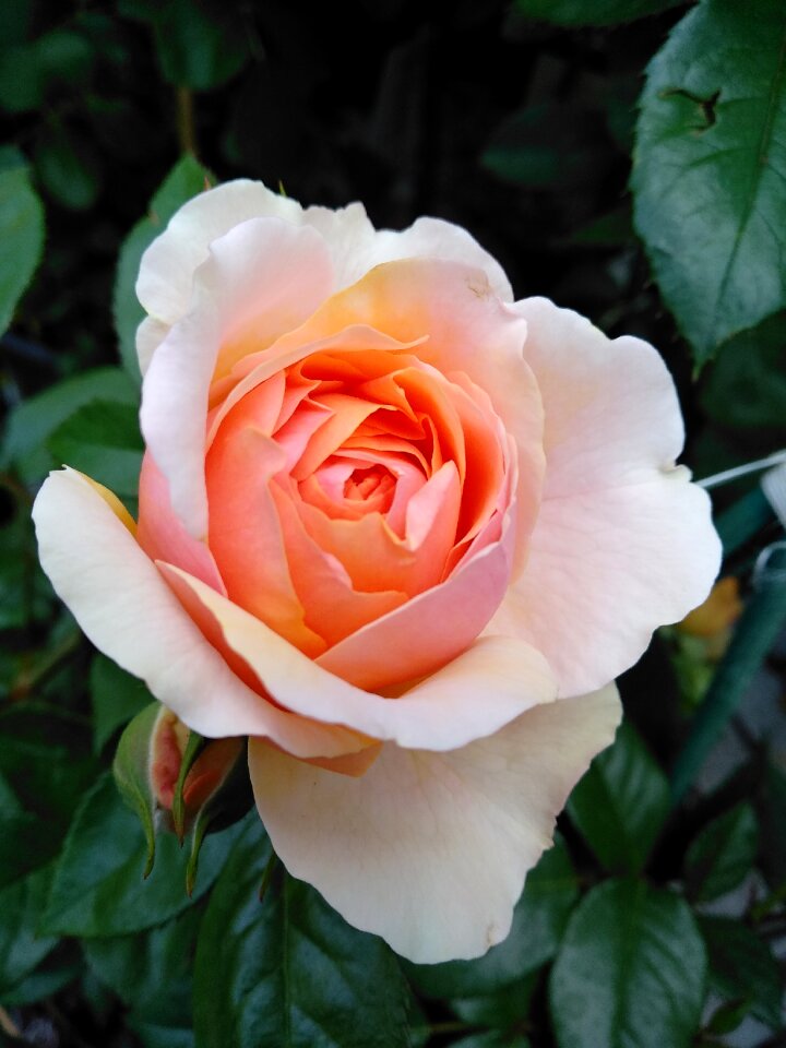 Love petal romance