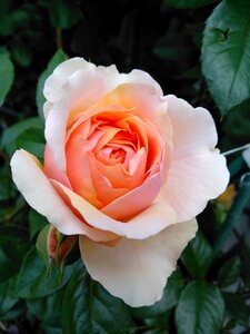 Love petal romance
