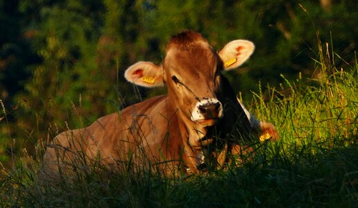 Morning sun pasture