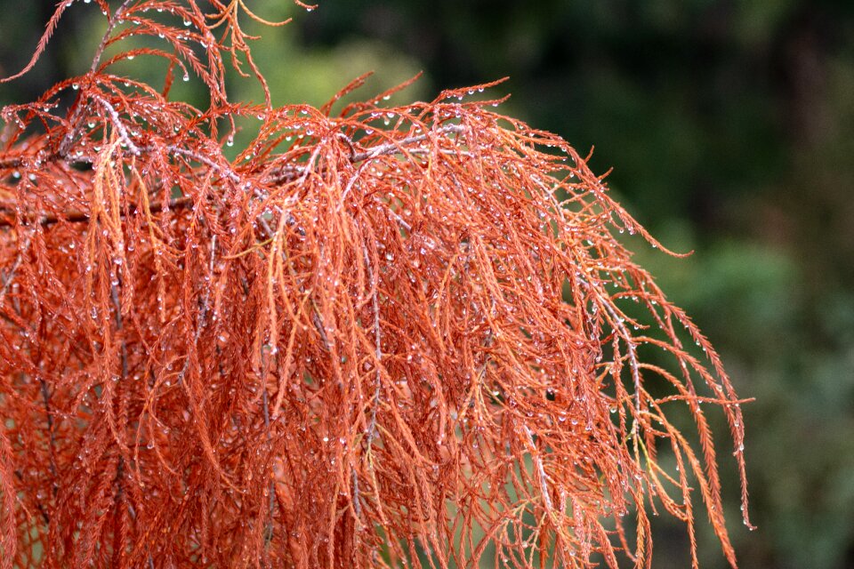 Orange season red