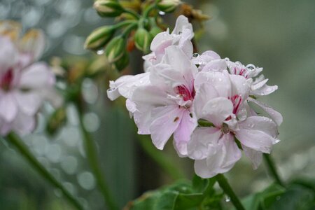 Garden geranium raindrop