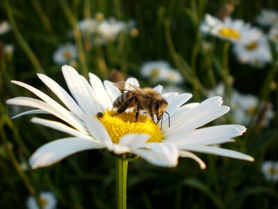 Nature honey nectar photo