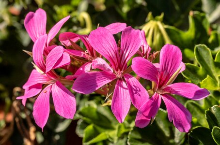 Balcony plant container plant colorful photo