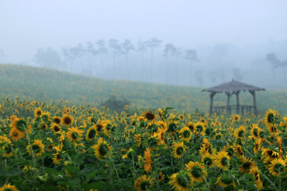 Farm yellow and sole