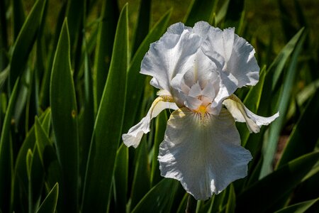 Spring presby iris gardens photo