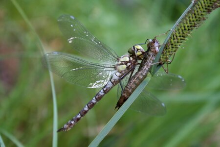 Hawker flight insect insect