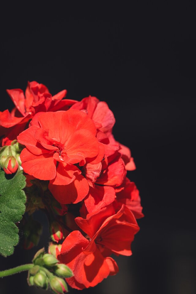 Red geranium red flower