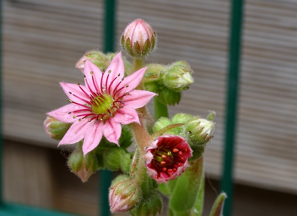 Stone garden rosette pink photo