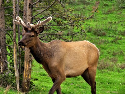 Wyoming yellowstone hiking photo