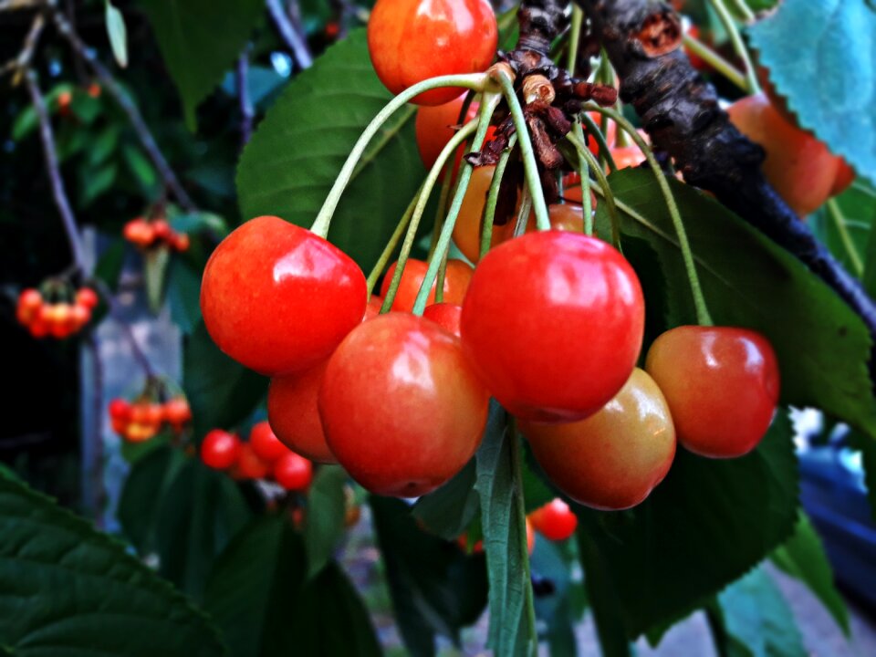 Eating spring fresh