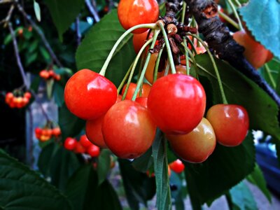 Eating spring fresh