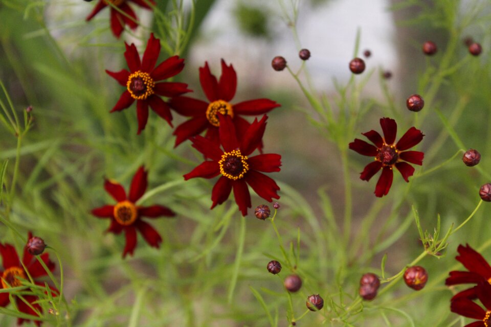 Nature plants spring