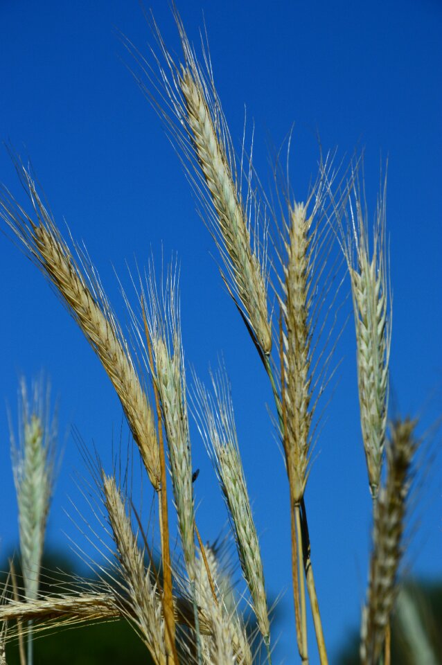 Wheat ear summer